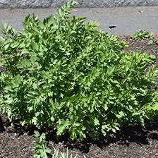 Attēlu rezultāti vaicājumam “Levisticum officinale”