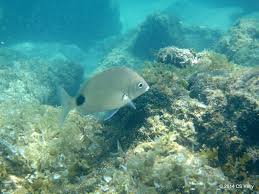 Image result for Diplodus capensis