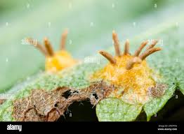 Attēlu rezultāti vaicājumam “Gymnosporangium cornutum”