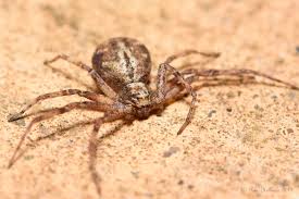 Attēlu rezultāti vaicājumam “Philodromus sp.”