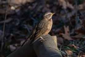 Image result for Turdus naumanni
