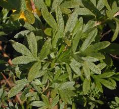 Attēlu rezultāti vaicājumam “Pentaphylloides fruticosa leaf”