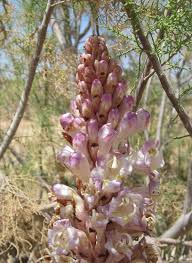 Attēlu rezultāti vaicājumam “Orobanche coerulescens flower”
