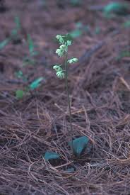 Attēlu rezultāti vaicājumam “Pyrola chlorantha”