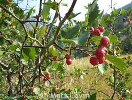 Attēlu rezultāti vaicājumam “Crataegus chrysocarpa”