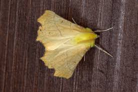 Attēlu rezultāti vaicājumam “Ennomos alniaria”