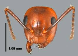 Attēlu rezultāti vaicājumam “Anthostoma decipiens”