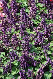 Image result for Salvia splendens