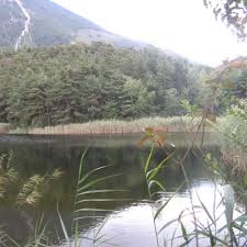 Attēlu rezultāti vaicājumam “Chara polyacantha”