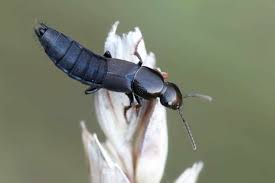 Billedresultat for rovbille