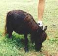 Worlds Smallest Horse