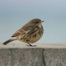 Attēlu rezultāti vaicājumam “Anthus petrosus”