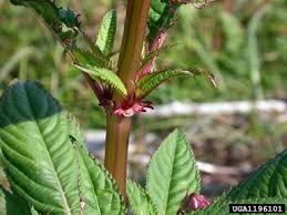 Image result for Impatiens glandulifera
