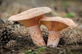 Attēlu rezultāti vaicājumam “Lactarius deliciosus”