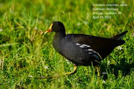 Attēlu rezultāti vaicājumam “Gallinula chloropus adult”