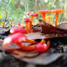 Attēlu rezultāti vaicājumam “Hygrocybe sp.”