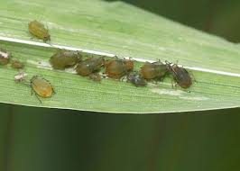 Attēlu rezultāti vaicājumam “Rhopalosiphum oxyacanthae”