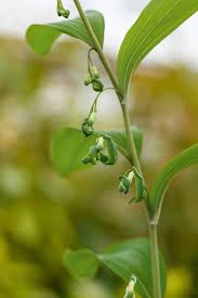 Attēlu rezultāti vaicājumam “Polygonatum multiflorum  fruit”