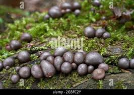 Attēlu rezultāti vaicājumam “Lycogala epidendrum aggr. sessile”