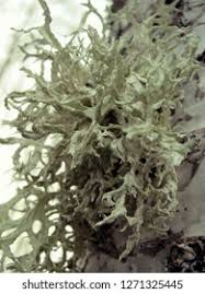 Attēlu rezultāti vaicājumam “Evernia prunastri”