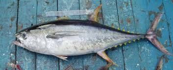 Image result for Thunnus albacares