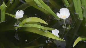Attēlu rezultāti vaicājumam “Stratiotes aloides flower”
