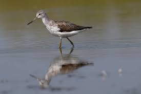 Attēlu rezultāti vaicājumam “Tringa nebularia”