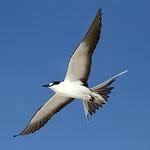 Image result for Onychoprion fuscatus