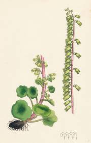 Attēlu rezultāti vaicājumam “Callitriche verna leaf”