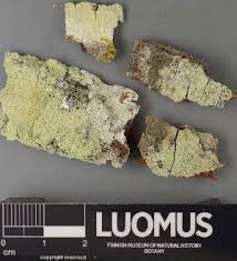 Attēlu rezultāti vaicājumam “Pertusaria flavida”