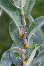 Attēlu rezultāti vaicājumam “Salix lapponum”