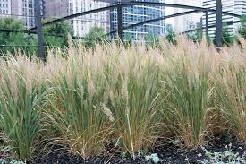 Attēlu rezultāti vaicājumam “Calamagrostis arundinacea leaf”