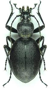 Attēlu rezultāti vaicājumam “Cychrus caraboides”