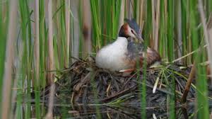 Attēlu rezultāti vaicājumam “Podiceps cristatus nest”