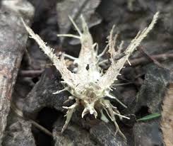 Attēlu rezultāti vaicājumam “Akanthomyces aculeatus”