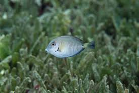 Image result for Acanthurus chirurgus