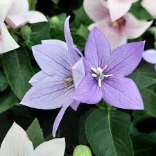 Attēlu rezultāti vaicājumam “Campanulaceae”