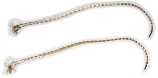 Attēlu rezultāti vaicājumam “Ypsolopha scabrella”