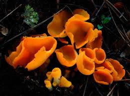 Attēlu rezultāti vaicājumam “Sowerbyella radiculata”