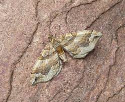 Attēlu rezultāti vaicājumam “Pelurga comitata”