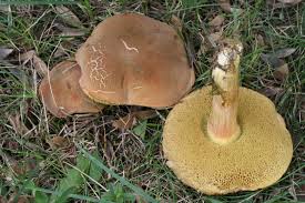 Attēlu rezultāti vaicājumam “Xerocomus chrysenteron”