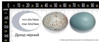 Attēlu rezultāti vaicājumam “Turdus merula eggs”