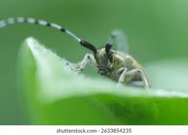 Attēlu rezultāti vaicājumam “Agapanthia villosoviridescens”