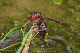 Attēlu rezultāti vaicājumam “Polistes”