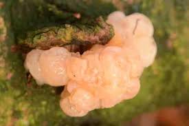 Attēlu rezultāti vaicājumam “Tremella encephala”