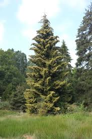 Attēlu rezultāti vaicājumam “Picea orientalis”