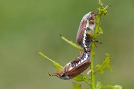 Attēlu rezultāti vaicājumam “Melolontha hippocastani imago”