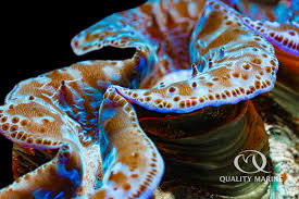 Image result for tridacna