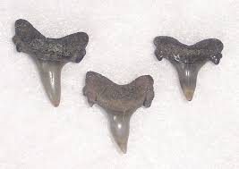 Image result for Lamna nasus