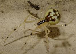 Attēlu rezultāti vaicājumam “Phylloneta sp.”